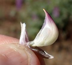 Lupinus excubitus austromontanus