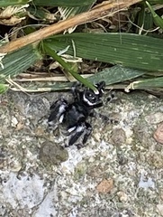Phidippus audax