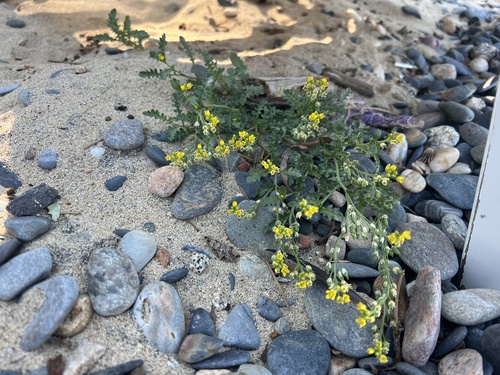 Tahoe yellow cress