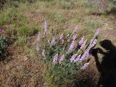 Lupinus excubitus austromontanus