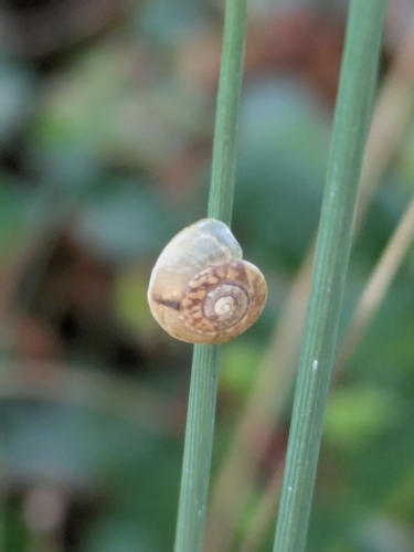Girdled Snail