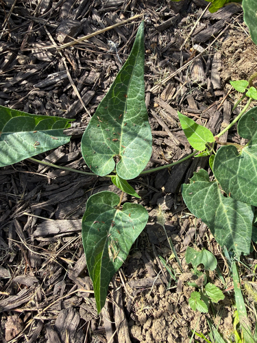 honey-vine climbing milkweed