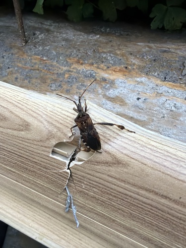Western Conifer Seed Bug