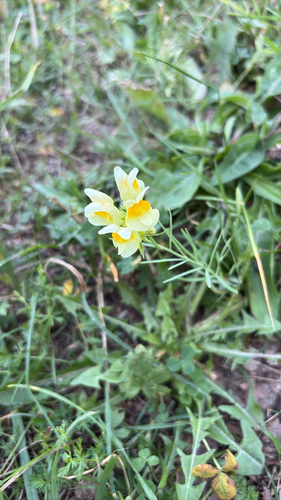 common toadflax