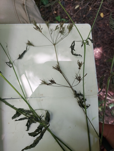Chaerophyllum temulum