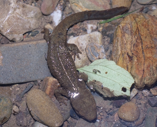 Fuzhong Warty Newt
