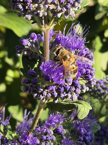 Common Drone Fly