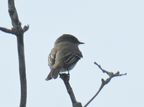 Eastern Phoebe