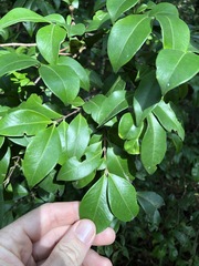 Backhousia myrtifolia