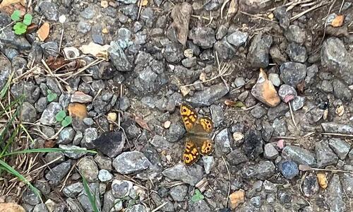 Wall Brown