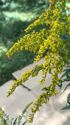 Ailanthus Webworm Moth