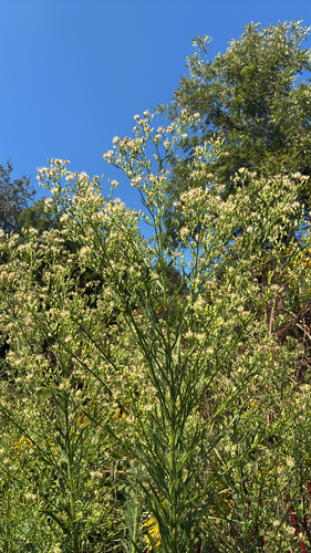 horseweed