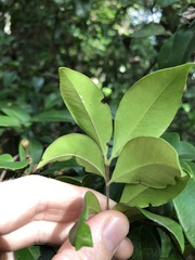 Backhousia myrtifolia