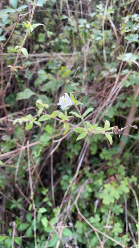 white campion