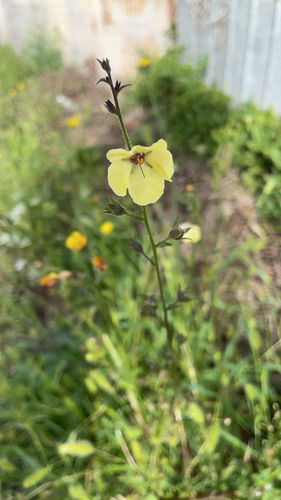 moth mullein