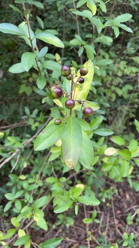 Common Privet