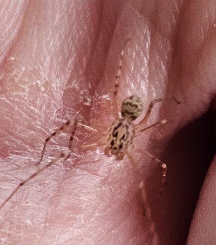 Common Spitting Spider