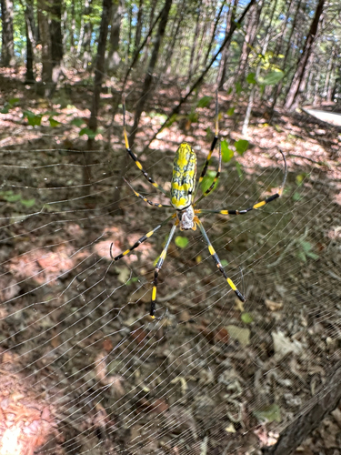 Joro Spider