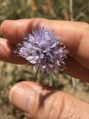Gilia capitata abrotanifolia
