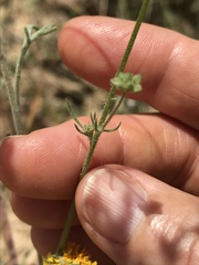 Gilia capitata abrotanifolia