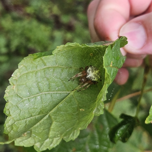 Marbled Orbweaver