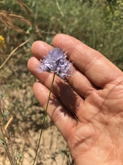 Gilia capitata abrotanifolia