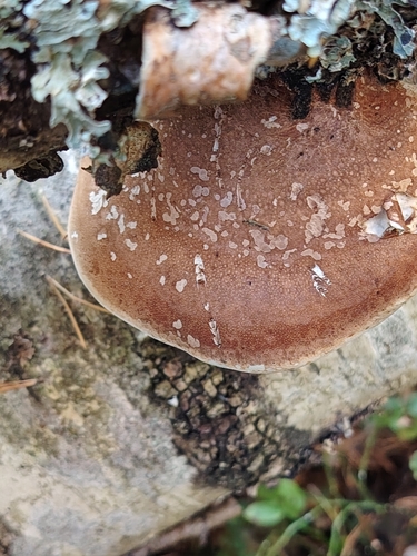 birch polypore