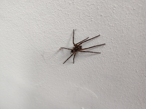 Mediterranean Spiny False Wolf Spider