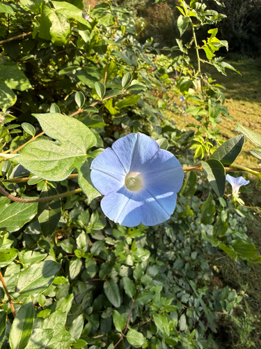 ivy-leaved morning-glory