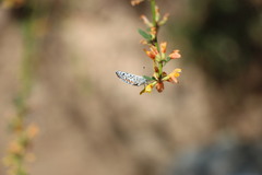 Euphilotes bernardino