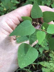 Homalanthus stillingiifolius
