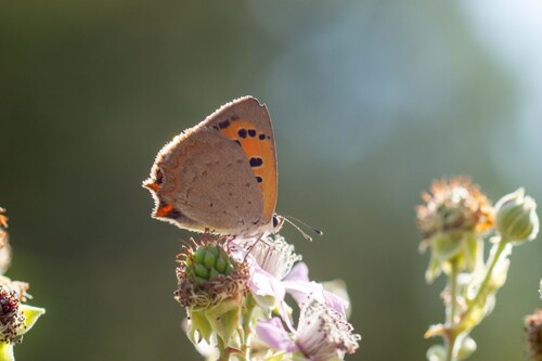 Small Copper