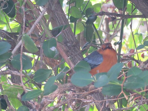 iNaturalist image