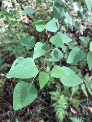 Homalanthus stillingiifolius