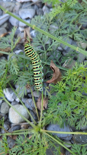 Old World Swallowtail