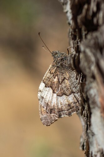 Eastern Rock Grayling
