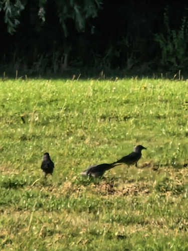 Eurasian Jackdaw