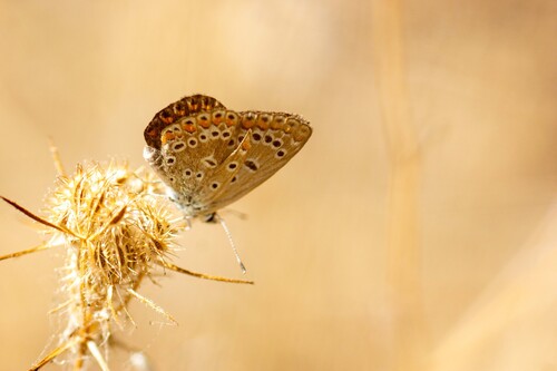 Common Blue