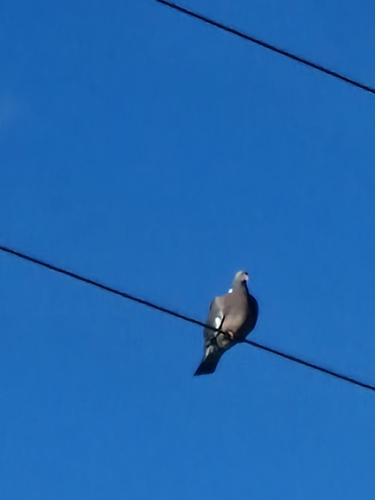 Common Wood-Pigeon
