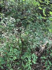 Homalanthus stillingiifolius