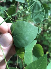 Homalanthus stillingiifolius