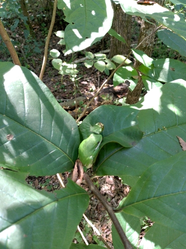 Green Treefrog