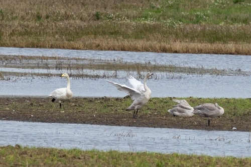 Whooper Swan