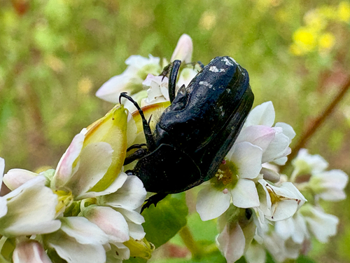 Mediterranean Spotted Chafer
