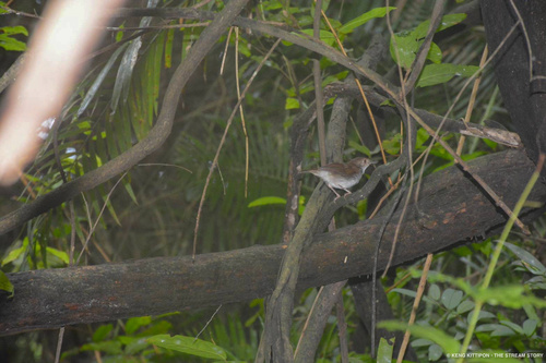 White-chested Babbler