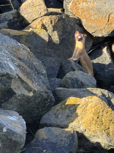 Long-tailed Weasel observed by natbat