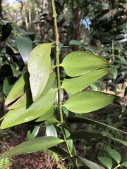 Agathis robusta