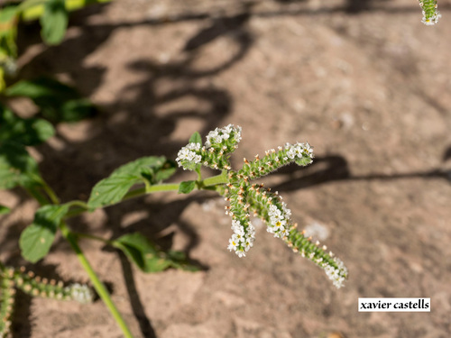European heliotrope