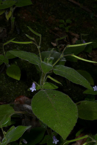 Streptocarpus vestitus, photograph 1