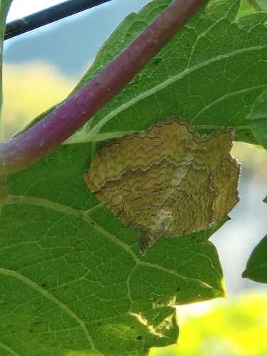Yellow Shell Moth